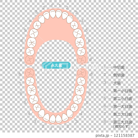 恆牙列及其名稱的解釋 121158387