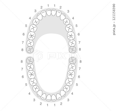 白黒の永久歯の歯列 121158390