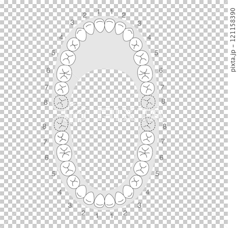 Black and white permanent teeth dentition 121158390
