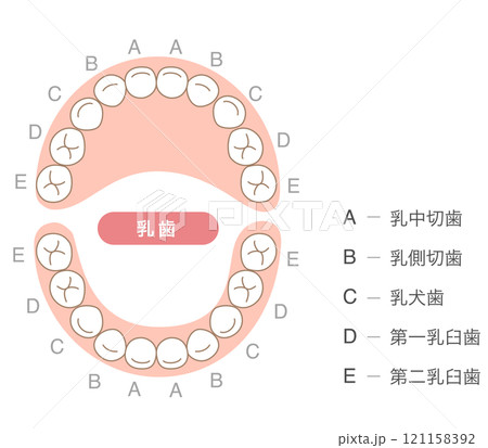 乳歯の歯列とその名称の解説 121158392