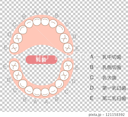 Explanation of the deciduous teeth and their names 121158392
