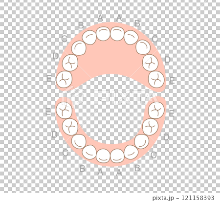 乳歯の歯列とその名称の解説 121158393