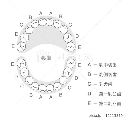 白黒 乳歯の歯列とその名称の解説 121158394