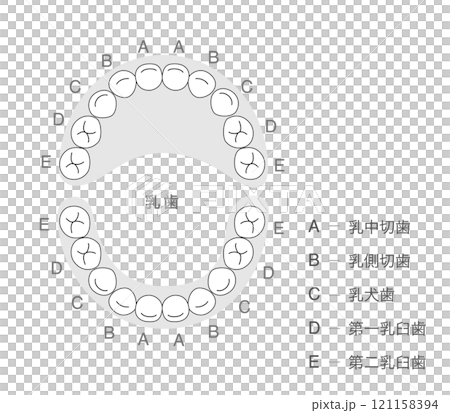 白黒 乳歯の歯列とその名称の解説 121158394