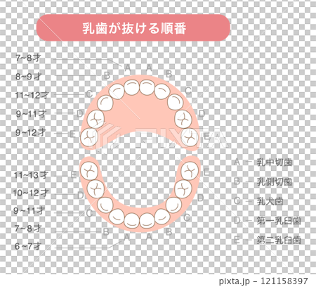 解釋乳牙何時脫落及其名稱的插圖 解釋乳牙何時脫落及其名稱的插圖 121158397