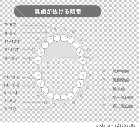 Black and white illustration explaining the timing and names of baby teeth Black and white illustration explaining the timing and names of baby teeth 121158398