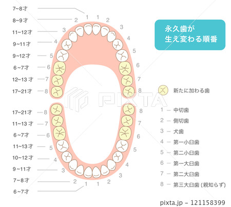 永久歯が生え変わる時期と歯並びとその名称の解説図 121158399