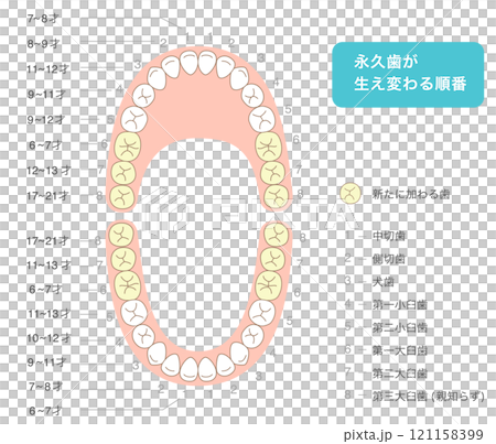 恆牙萌發時期、排列方式及名稱的說明圖 恆牙萌發時期、排列方式及名稱的說明圖 121158399