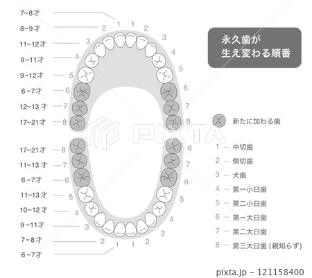 白黒 永久歯が生え変わる時期と歯並びとその名称の解説図 白黒 永久歯が生え変わる時期と歯並びとその名称の解説図 121158400