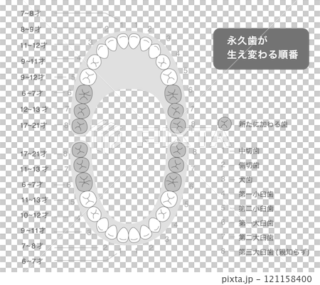 黑白:恆牙萌發時期、牙齒排列及其名稱的說明圖 黑白:恆牙萌發時期、牙齒排列及其名稱的說明圖 121158400