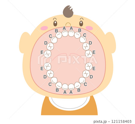 大きな口を開けた赤ちゃんの歯のイラスト 大きな口を開けた赤ちゃんの歯のイラスト 121158403