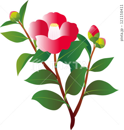 椿 つばき 花 植物 冬 イラスト素材 椿 つばき 花 植物 冬 イラスト素材 121158411