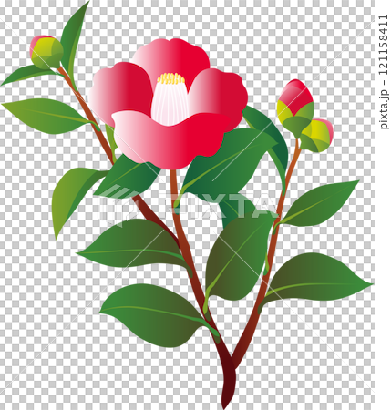 椿 つばき 花 植物 冬 イラスト素材 椿 つばき 花 植物 冬 イラスト素材 121158411