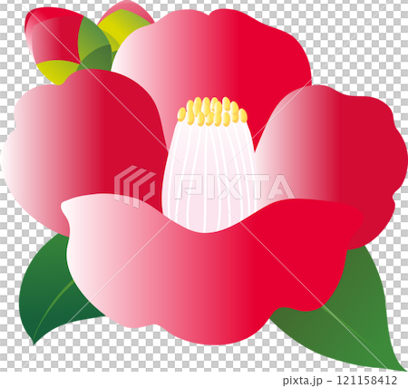 椿 つばき 花 植物 冬 イラスト素材 椿 つばき 花 植物 冬 イラスト素材 121158412