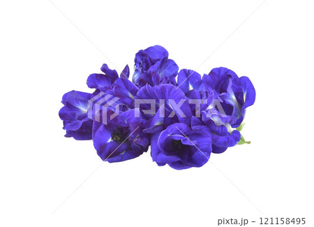 Butterfly Pea isolated on white background Butterfly Pea isolated on white background 121158495