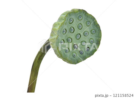lotus seeds isolated on white background lotus seeds isolated on white background 121158524