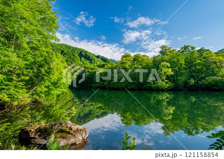 新緑の鎌池(小谷村) 新緑の鎌池(小谷村) 121158854