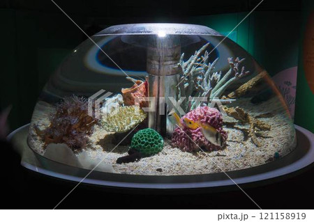 アクアリウム、水槽 121158919