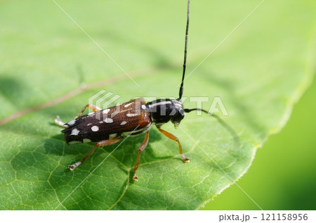 シラホシカミキリ シラホシカミキリ 121158956