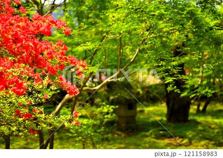 関東・芦ノ湖・箱根・旧男爵別邸、つつじ庭園のセイヨウシャクナゲ、和の風景・神奈川県箱根町(1) 121158983