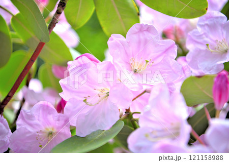 関東・芦ノ湖・箱根・旧男爵別邸、つつじ庭園のフォーチュネイ・神奈川県箱根町(1) 121158988