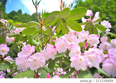 関東・芦ノ湖・箱根・旧男爵別邸、つつじ庭園のフォーチュネイ・神奈川県箱根町(2) 121158989