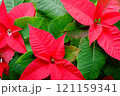 遅れて色付くポインセチアの包の部分 121159341