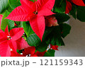 遅れて色付くポインセチアの包の部分 121159343