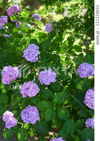緑に囲まれた満開のアジサイ 121159631