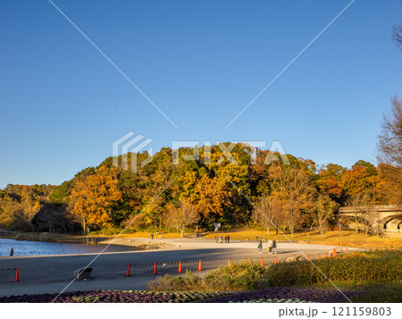 木々が西日に照らされた冬の公園風景（千葉県松戸市・21世紀の森と広場） 121159803