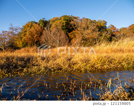 木々が西日に照らされた冬の公園風景（千葉県松戸市・21世紀の森と広場） 121159805