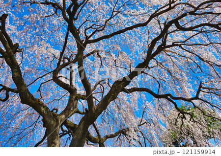 京都 本満寺の枝垂れ桜(京都府京都市上京区) 京都 本満寺の枝垂れ桜(京都府京都市上京区) 121159914