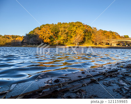 冬の公園風景 西日に照らされた木々と日陰になった池(千葉県松戸市・21世紀の森と広場) 冬の公園風景 西日に照らされた木々と日陰になった池(千葉県松戸市・21世紀の森と広場) 121159985