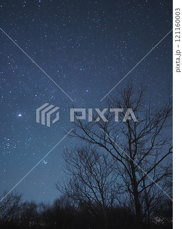 冬銀河と冬木立 冬銀河と冬木立 121160003