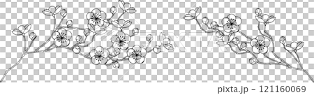 梅花的線條描插圖 梅花的線條描插圖 121160069