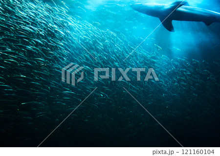 光が差し込む海中で泳ぐサメと魚群 光が差し込む海中で泳ぐサメと魚群 121160104