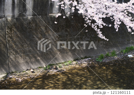 桜の花が咲く川沿いの穏やかな景色 121160111