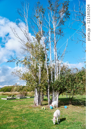 青空と白樺の木々が映える牧場の風景 121160204