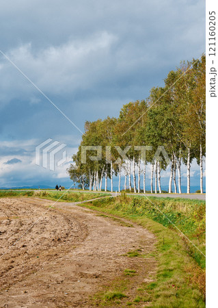 白樺並木と広がる大地の秋風景 121160205