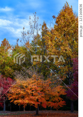 2024年初冬奈良県立馬見丘陵公園を飾る紅葉と花 色とりどりの紅葉と落ち葉の絨毯① 2024年初冬奈良県立馬見丘陵公園を飾る紅葉と花 色とりどりの紅葉と落ち葉の絨毯① 121160636