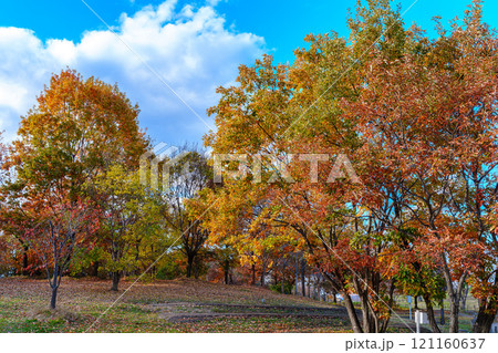 2024年初冬奈良県立馬見丘陵公園を飾る紅葉と花 色とりどりの紅葉と落ち葉の絨毯② 2024年初冬奈良県立馬見丘陵公園を飾る紅葉と花 色とりどりの紅葉と落ち葉の絨毯② 121160637