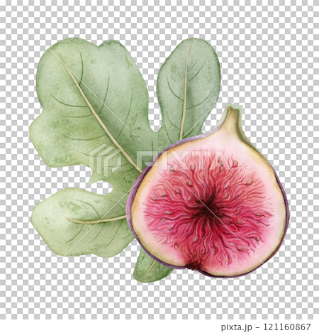 Fig half slice with large green leaf watercolor illustration isolated on white. Ripe berry with red pink pulp with seeds clipart. Organic fruit drawing for culinary, botanical and natural food designs Fig half slice with large green leaf watercolor illustration isolated on white. Ripe berry with red pink pulp with seeds clipart. Organic fruit drawing for culinary, botanical and natural food designs 121160867