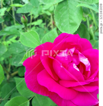 Close-up of a Vibrant Rose in Full Bloom Close-up of a Vibrant Rose in Full Bloom 121161039