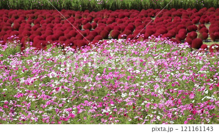 コキアの紅葉とコスモス コキアの紅葉とコスモス 121161143