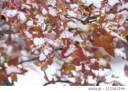 紅葉と雪（蒜山高原） 121161144