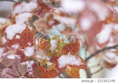 紅葉と雪(蒜山高原) 紅葉と雪(蒜山高原) 121161149