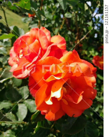 Close-up of a Vibrant Rose in Full Bloom 121161157