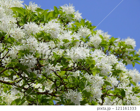 芳香な香りの白い雪のような花が咲いたヒトツバタゴ 121161333