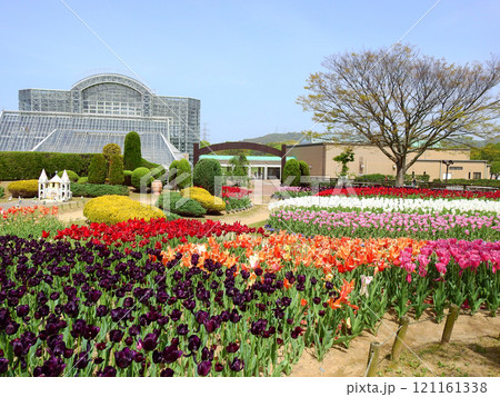 北九州市若松区の公園グリーンパーク童話の森のチューリップ 北九州市若松区の公園グリーンパーク童話の森のチューリップ 121161338