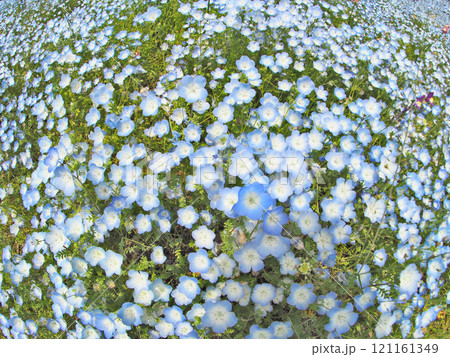 春の花壇に可愛い花が咲くネモフィラ 春の花壇に可愛い花が咲くネモフィラ 121161349